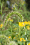 Japanese bristlegrass